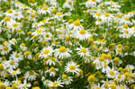 field of daisies