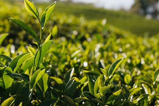 leaf tea plant